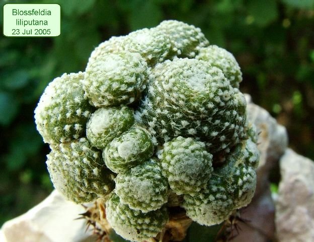 Blossfeldia_ liliputana _01